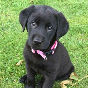 Meet your Posher, Sheila